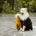 Calming Music For Pets