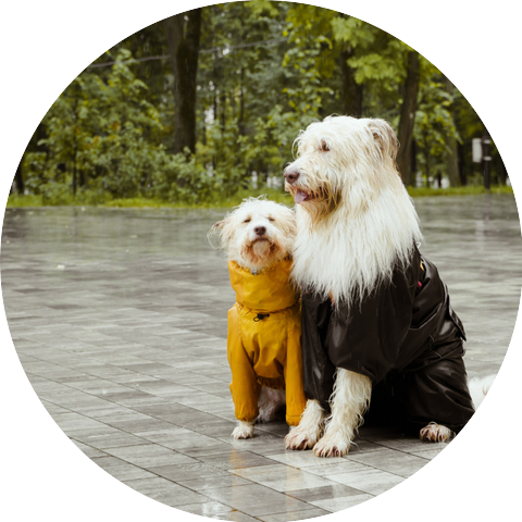 Calming Music For Pets
