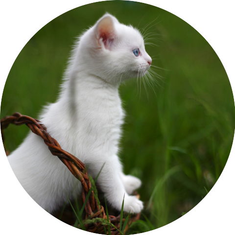 Crickets Tinnitus Relaxation