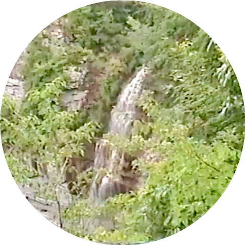 davnDaum