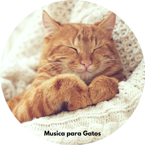 Música para dormir Gatos