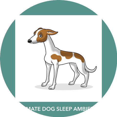 Dog Anxiety Relief