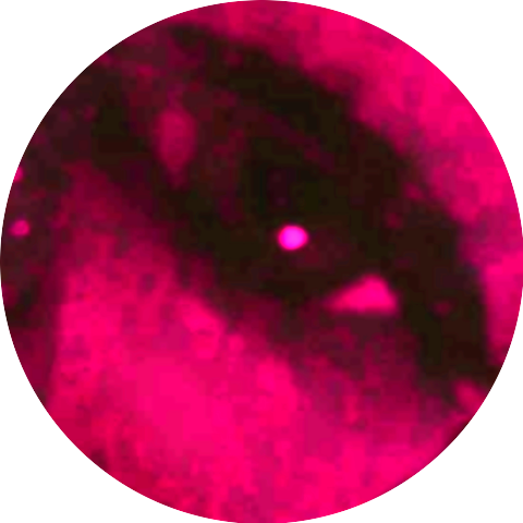 FXCY
