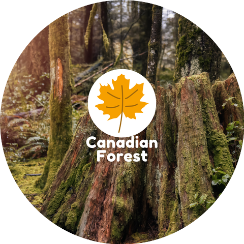 Canadian Forest