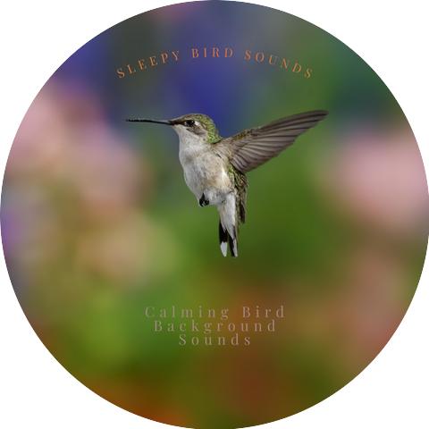 Calming Bird Background Sounds