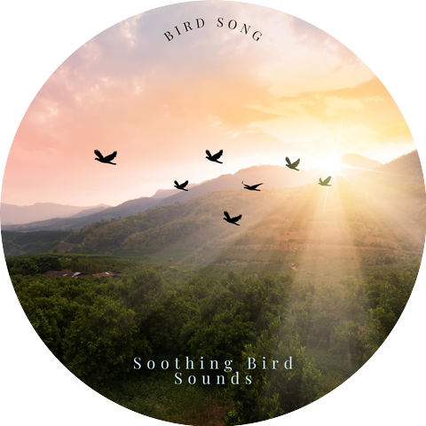 Soothing Bird Sounds