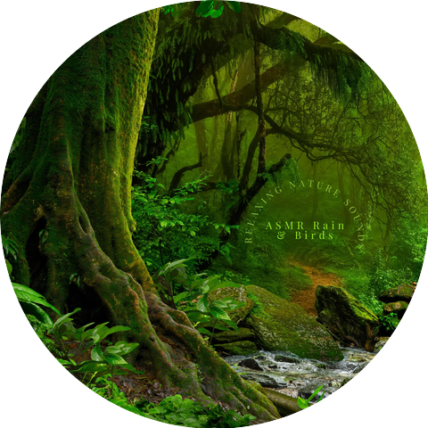 ASMR Rain & Birds