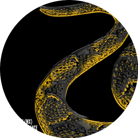 Gold Lion (MX)