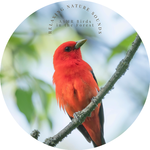 ASMR Birds in the Forest