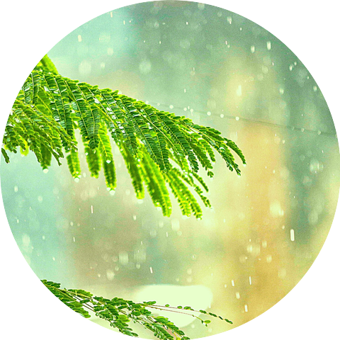Easy Rain and Thunder Sounds