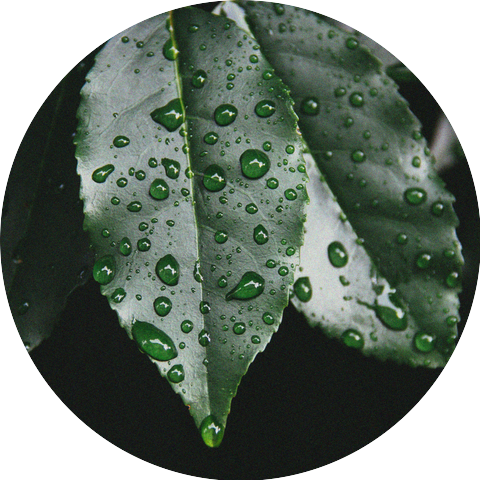 Pete Rain