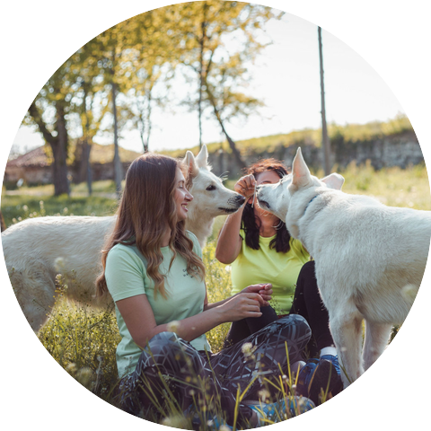 Dog Anxiety Music