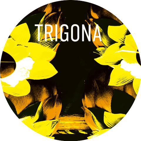 Trigona
