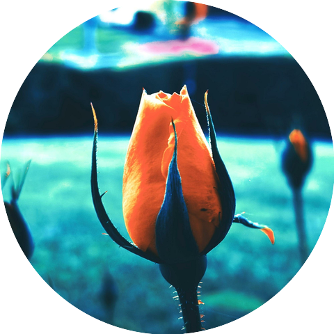 somberbloom