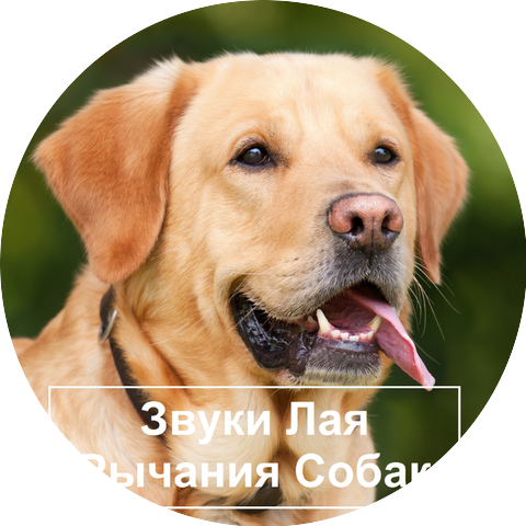 Звук лая собаки