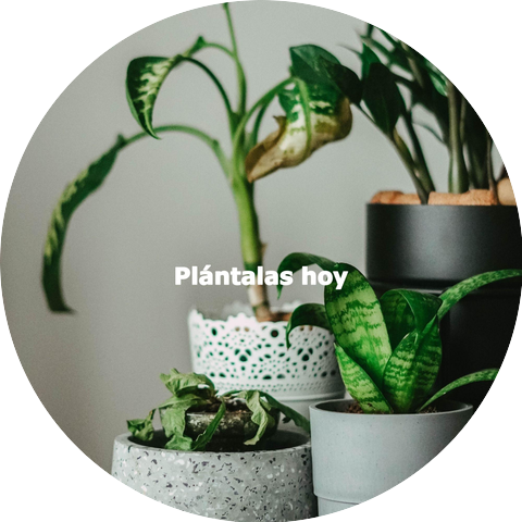 Dining Music Playlist