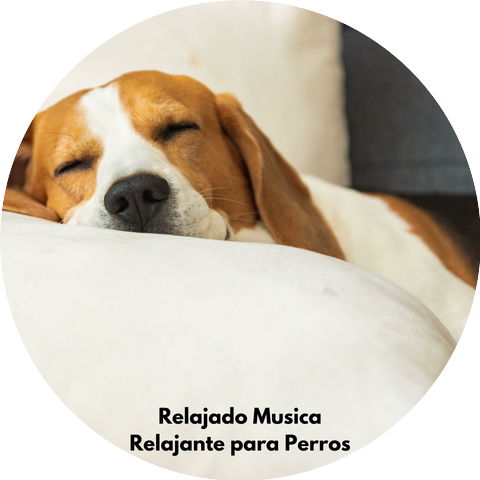 Relajado Musica Relajante para Perros