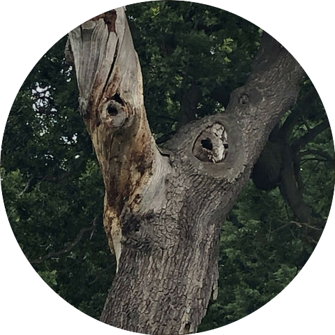 The Original Beekeepers