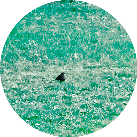 Kristina Nilsson-olyckan