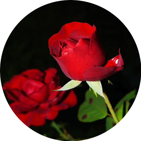 Romantic Samantha