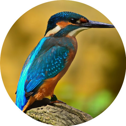 Sounds of birds singing