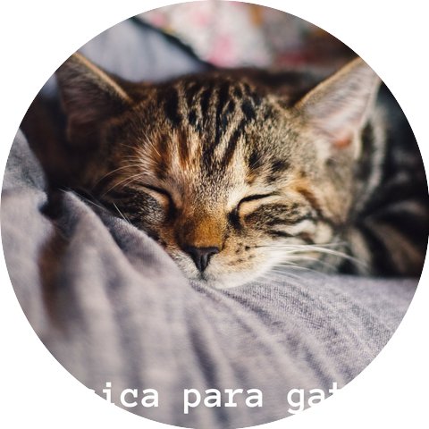 Música para Gatos Playlist