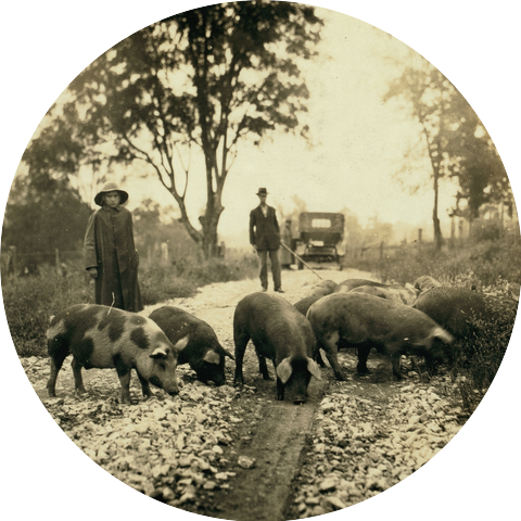 pigWar