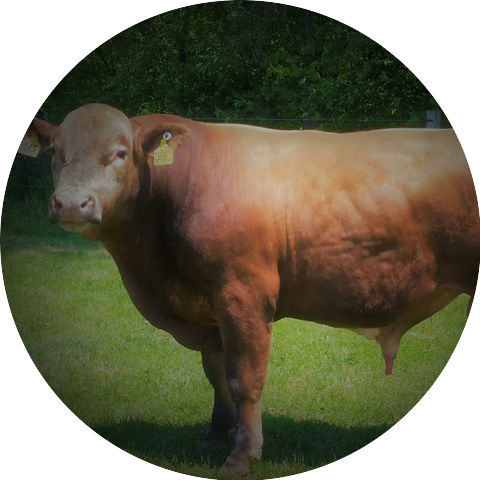 Beefalo