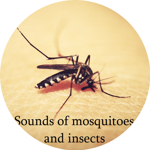 Mosquito sounds