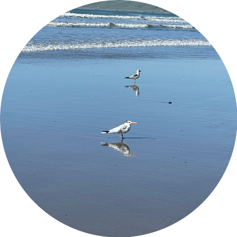 boxcar falcon's gypsy hymns