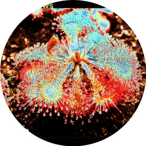 SUNDEWs
