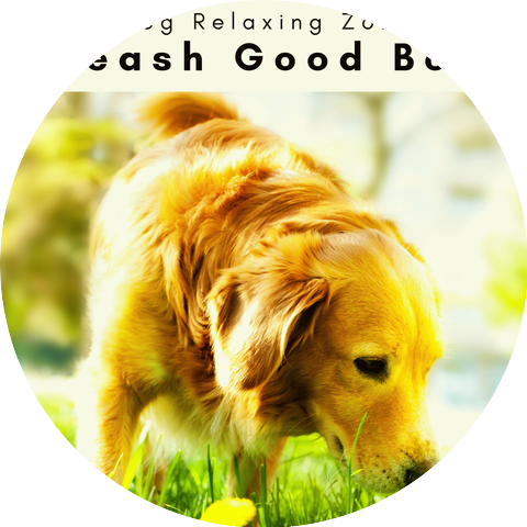 Dog Relaxing Zone