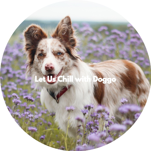 Music for Pets Playlist