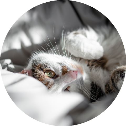 Purring cats