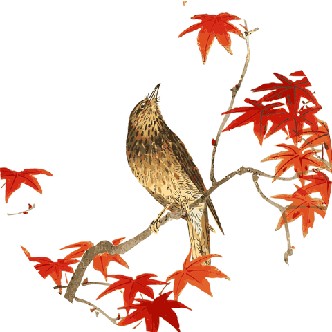 Sounds of a nightingale singing