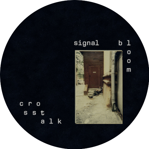 Signal Bloom