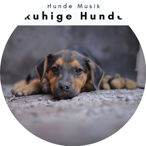 Hunde Musik