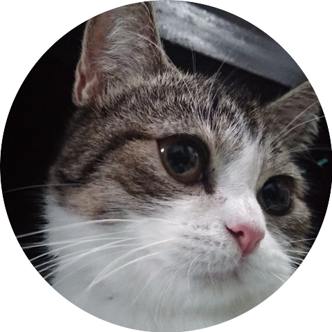 kucing tetangga