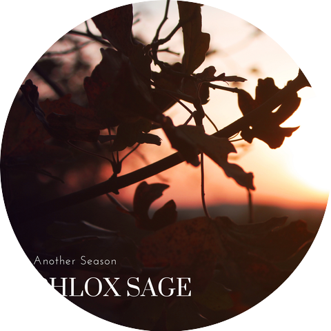 Phlox Sage