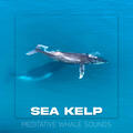 Sea Kelp