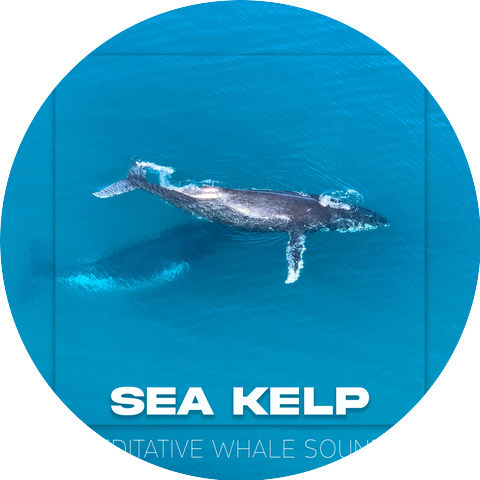 Sea Kelp