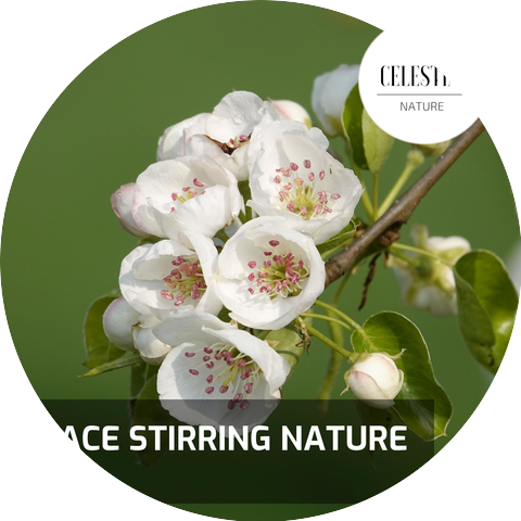 Colorful Nature Land