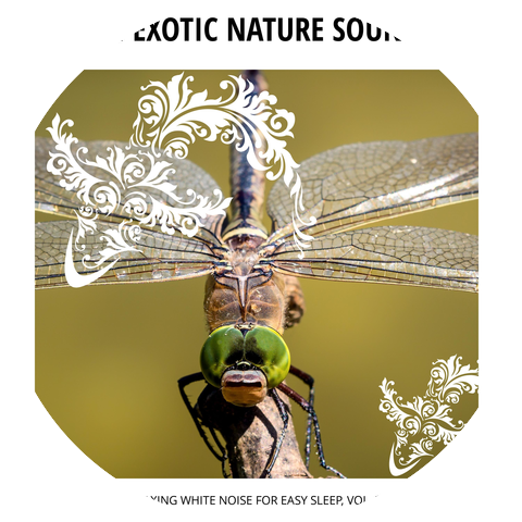 Misty Nature Ocean Music Project