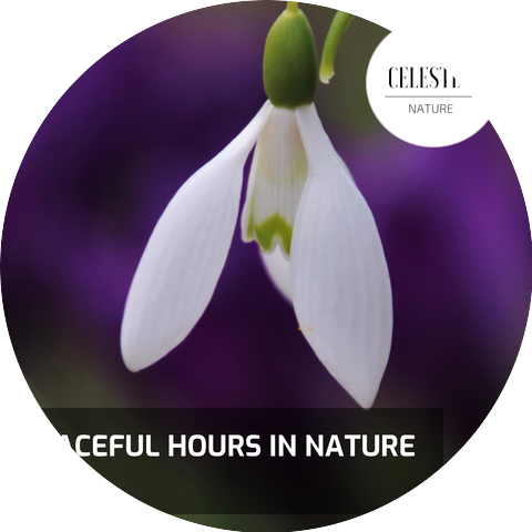 Flora and Fauna Nature Music