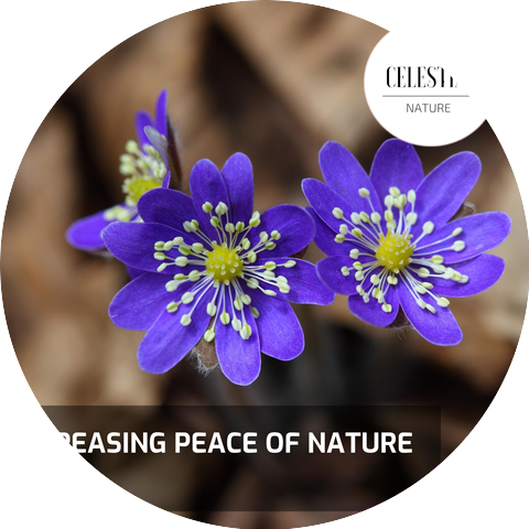 Nature Universe Healing Music