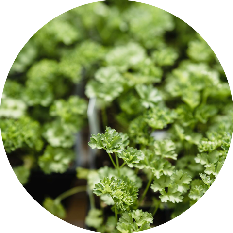 Womb Sound to quick sleep