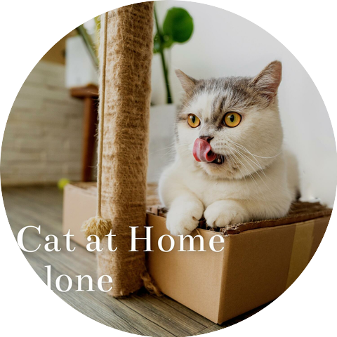 Cat & Calm