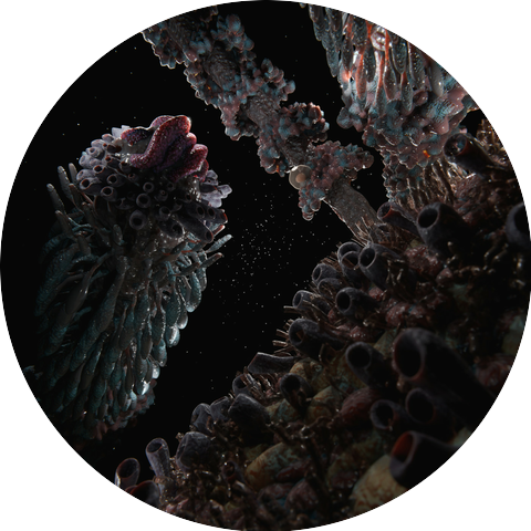 amaranth_todd