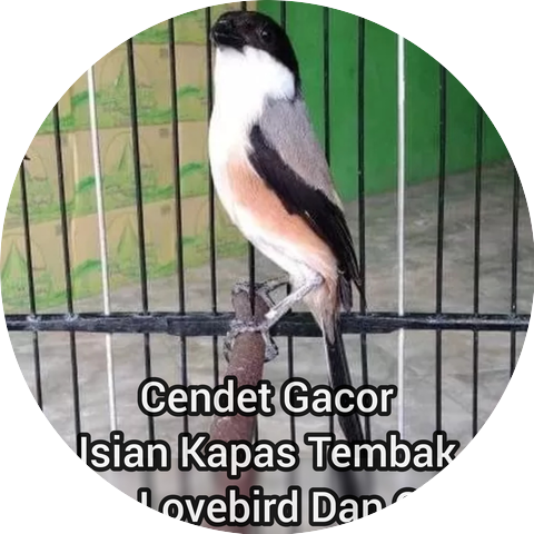 Master cendet 87