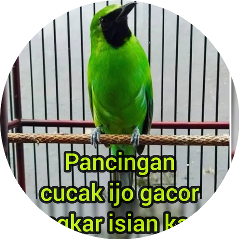 Master cucak ijo 87